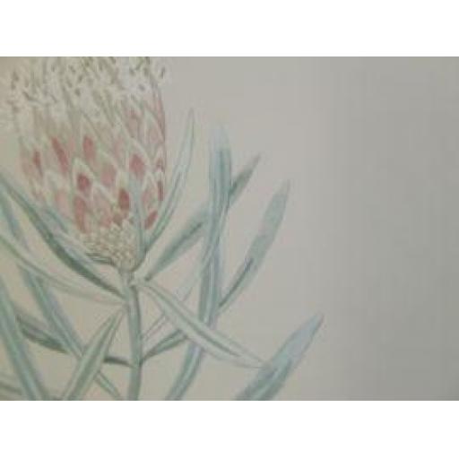 Sanderson Protea Flower 216330 Porcelain Blush